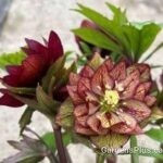 Helleborus Childhood Sweetheart