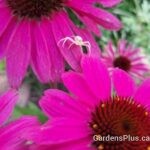 Sombrero Rosada Coneflower