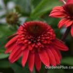 Echinacea Double Scoop Strawberry Deluxe