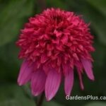 Echinacea Double Scoop Watermelon Deluxe