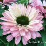 Echinacea SunSeekers Salmon