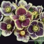 Helleborus Rio Carnival