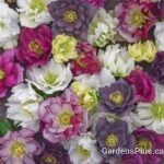 Helleborus Wedding Party® Series