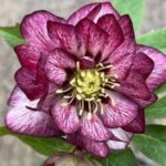 Lenten Rose/Hellebores