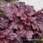 Heuchera Red Dragon