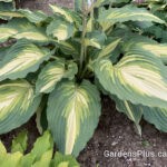 Hosta 'Love Story'