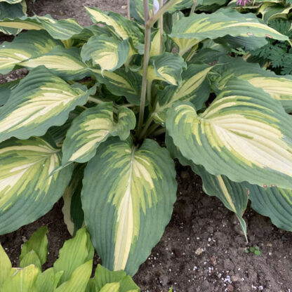 Hosta 'Love Story'