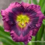 Kansas Kitten daylily