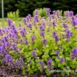 Nepeta Chartreuse on the Loose