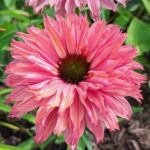 Coneflower/Echinacea