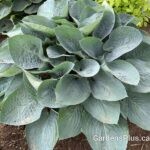 Hosta 'Above the Clouds'
