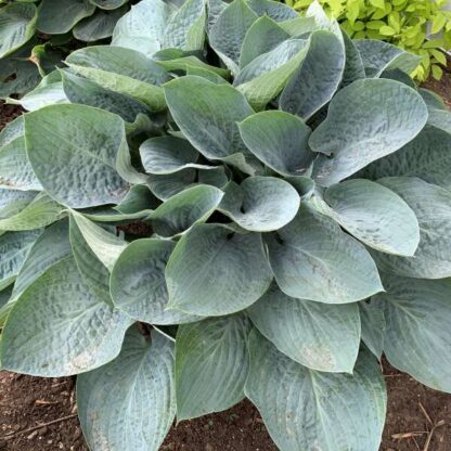 Hosta 'Above the Clouds'