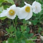 Anemone sylvestris