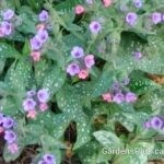 Mrs Moon Lungwort