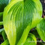 Atlantis Hosta