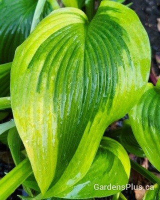 Atlantis Hosta