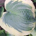 Flemish Master Hosta