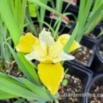 Solar Energy Siberian Iris