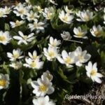 Bloodroot