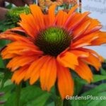 Sunseekers Mineola