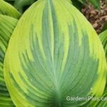 Hosta Alex Summers