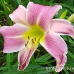 Blue Reflection daylily