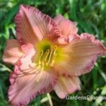 Eleanor daylily