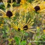 Henry Eilers Rudbeckia