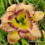Pumpkin Festival daylily