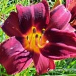 Route Sixty Six daylily