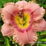 Elegant Candy dayliily