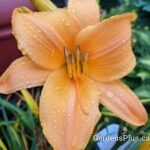 Ruffled Apricot Daylily