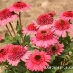 Echinacea Coral Cranberry