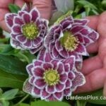 Helleborus Shotgun Wedding