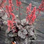 Heuchera Glazed and Infused