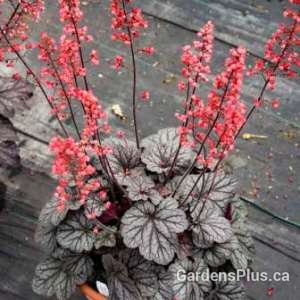 Heuchera Glazed and Infused