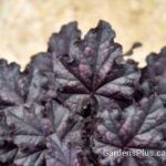 Heuchera Sultry Night