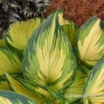 Hosta My Fair Lady