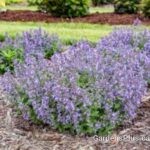Nepeta Catwalk Queen