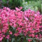 Penstemon barbatus Pink Pearls