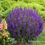Salvia nemorosa Violet Profusion