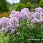 Thalictrum Cotton Candy