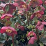 Ice and roses hellebore