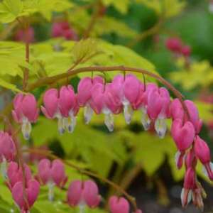 Dicentra spectabilis Gold Heart