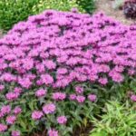 Lavender Taffeta Bee Balm