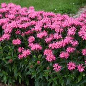 Monarda Pink Chenille