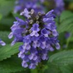 Nepeta Prelude Blue