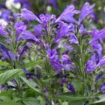 Nepeta Prelude Purple