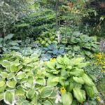 Back door bed service berry