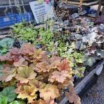 Part shade house east side